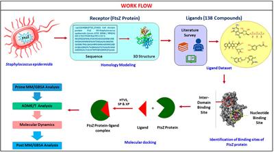 Homology modeling, virtual screening, molecular docking, and dynamics studies for discovering Staphylococcus epidermidis FtsZ inhibitors